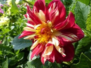 40 Dahlia Dandy Improved Mix seeds