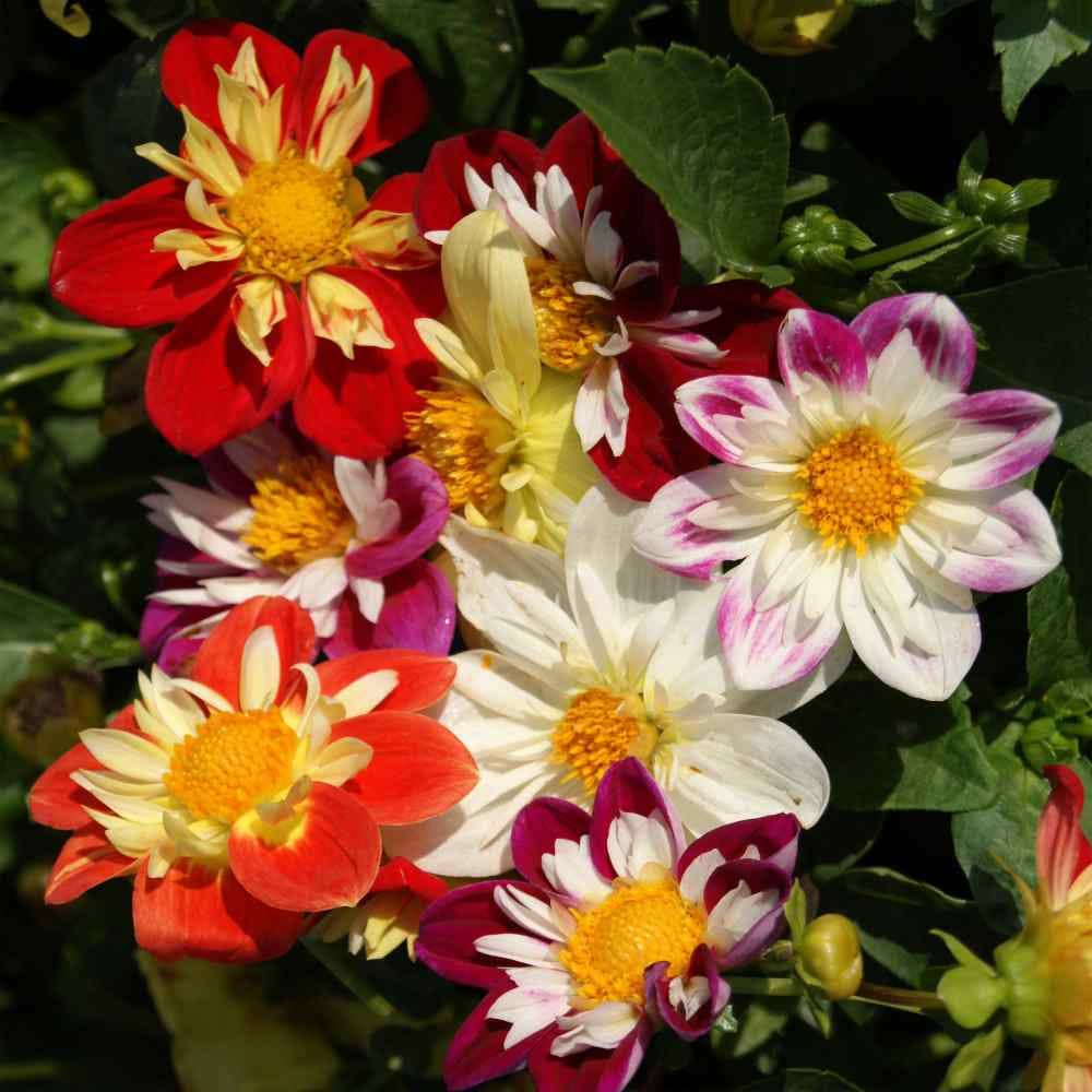dahlia seed mix 40 Dahlia Dandy Improved Mix seeds – GardeningTreasures