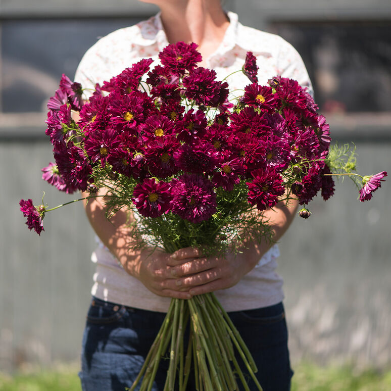100+ Cosmos Double Click Cranberry seeds