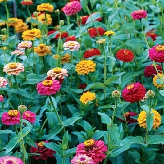 Zinnia Button Box Mix seeds