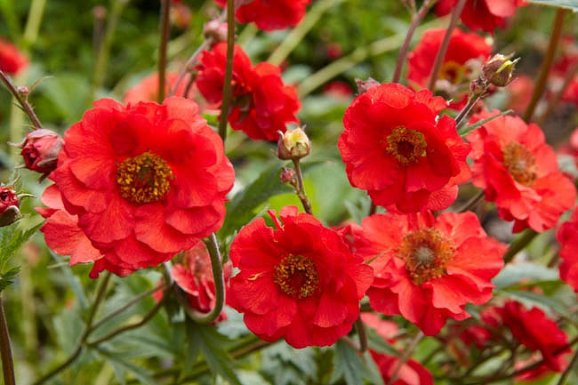 Geum Mrs Bradshaw seeds