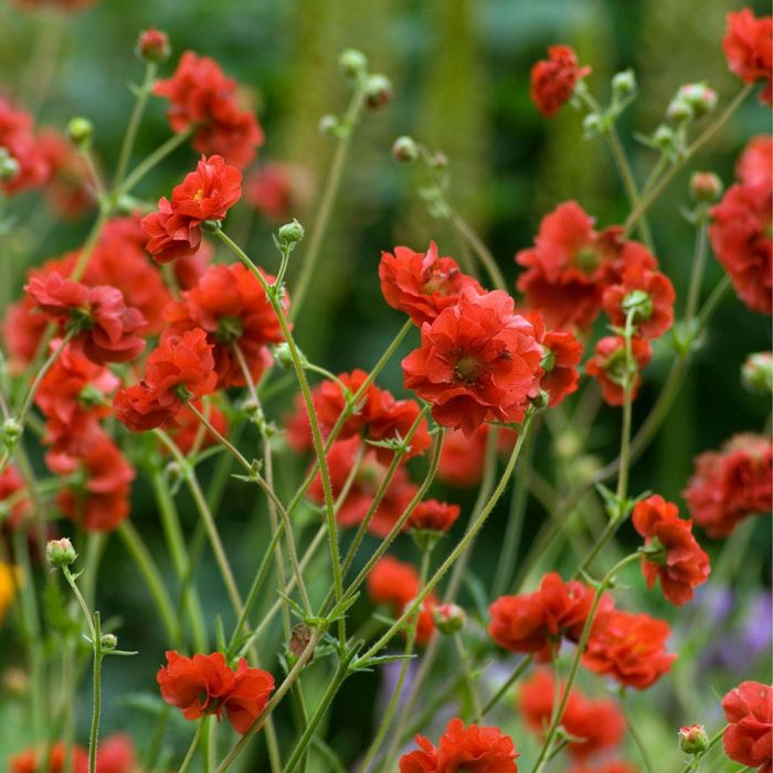 Geum Mrs Bradshaw seeds