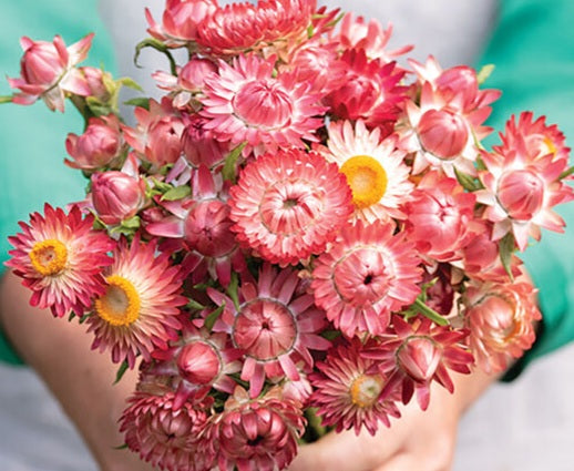 Strawflower King Raspberry seeds