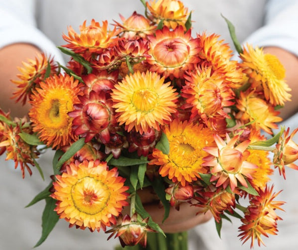 Strawflower King Orange seeds
