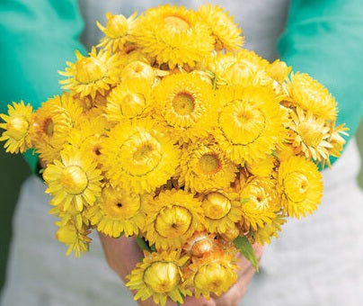 Strawflower King Gold seeds