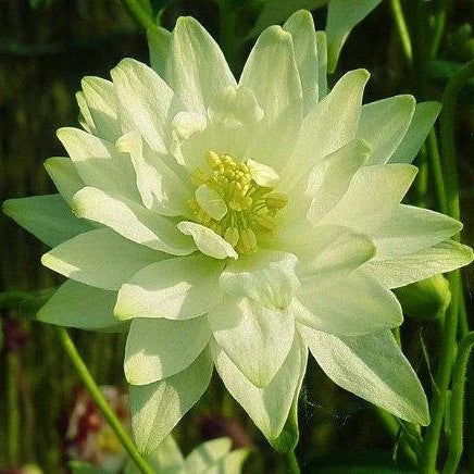 Columbine Lime Sorbet seeds
