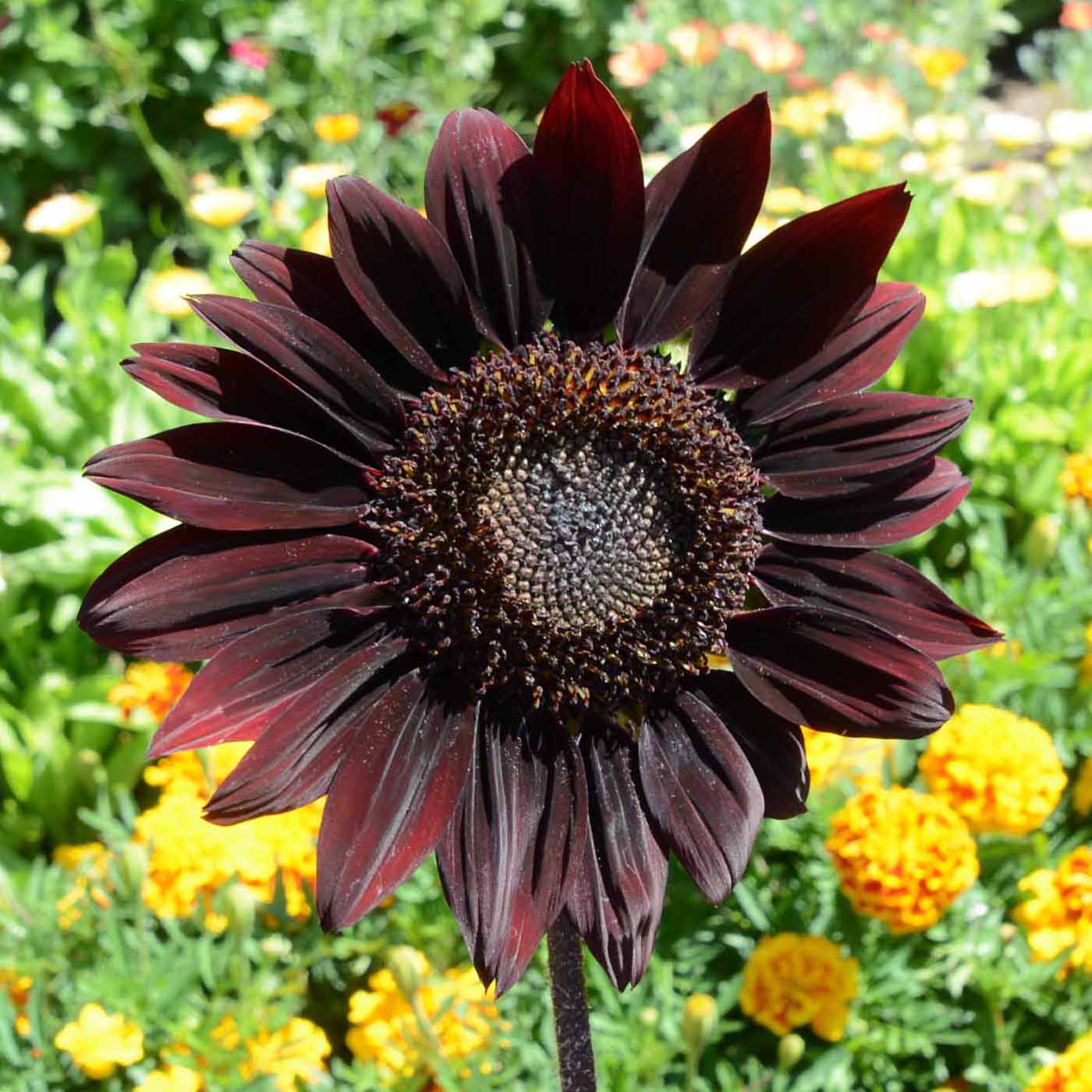 chocolate sunflower seeds to plant 25 Sunflower Chocolate Cherry seeds – GardeningTreasures