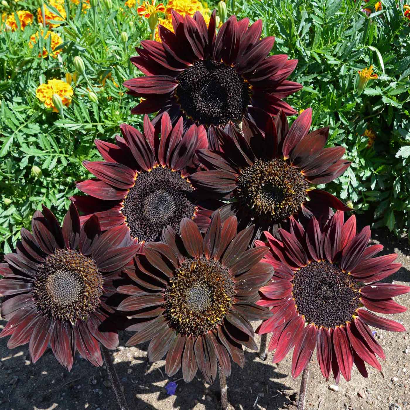 Sunflower Chocolate Cherry seeds