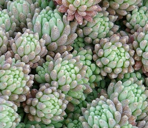 Sedum Tiny buttons Succulent seeds