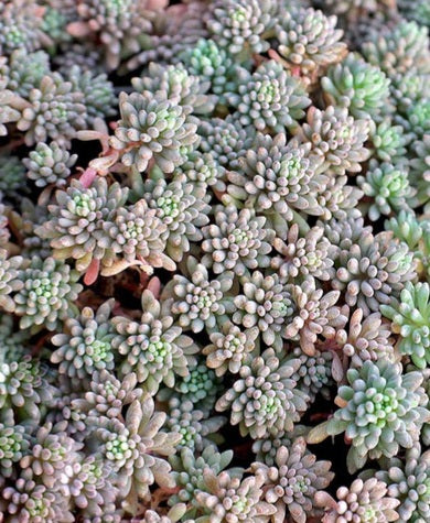 seeds for succulent plants 50+ Sedum Tiny buttons Succulent seeds – GardeningTreasures