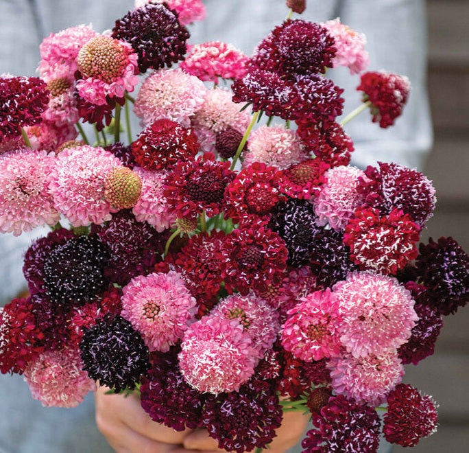 Scabiosa Berry Mix seeds