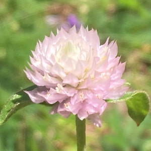 40 Gomphrena Frosty Pink seeds