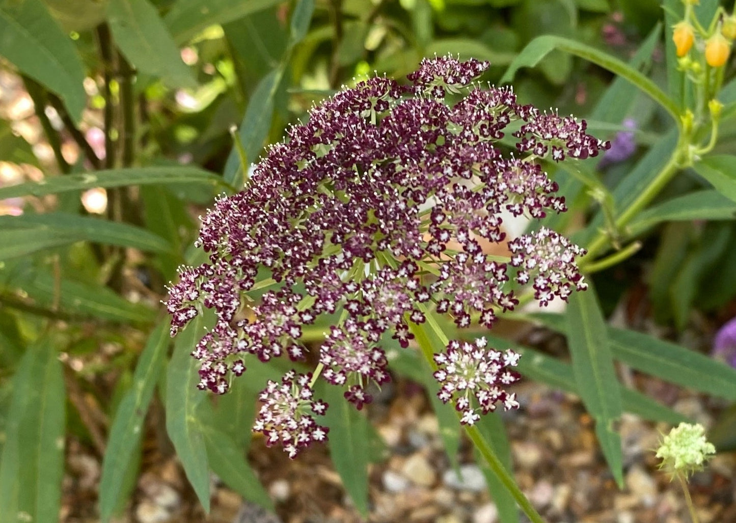 Queen Anne's Lace Variety: Dara Daucus, White Dill, Green Mist (50+ seeds for each variety x3)