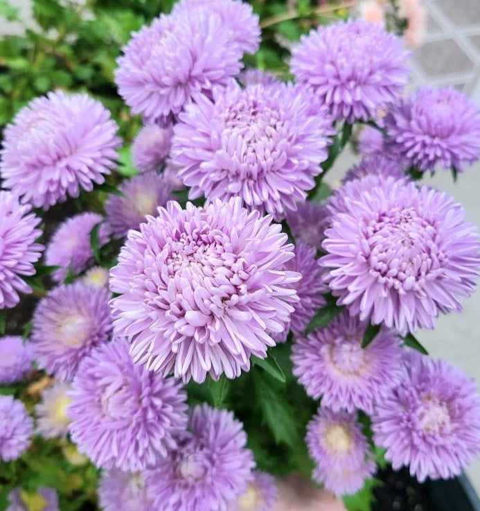 Lady Coral Lavender Aster seeds