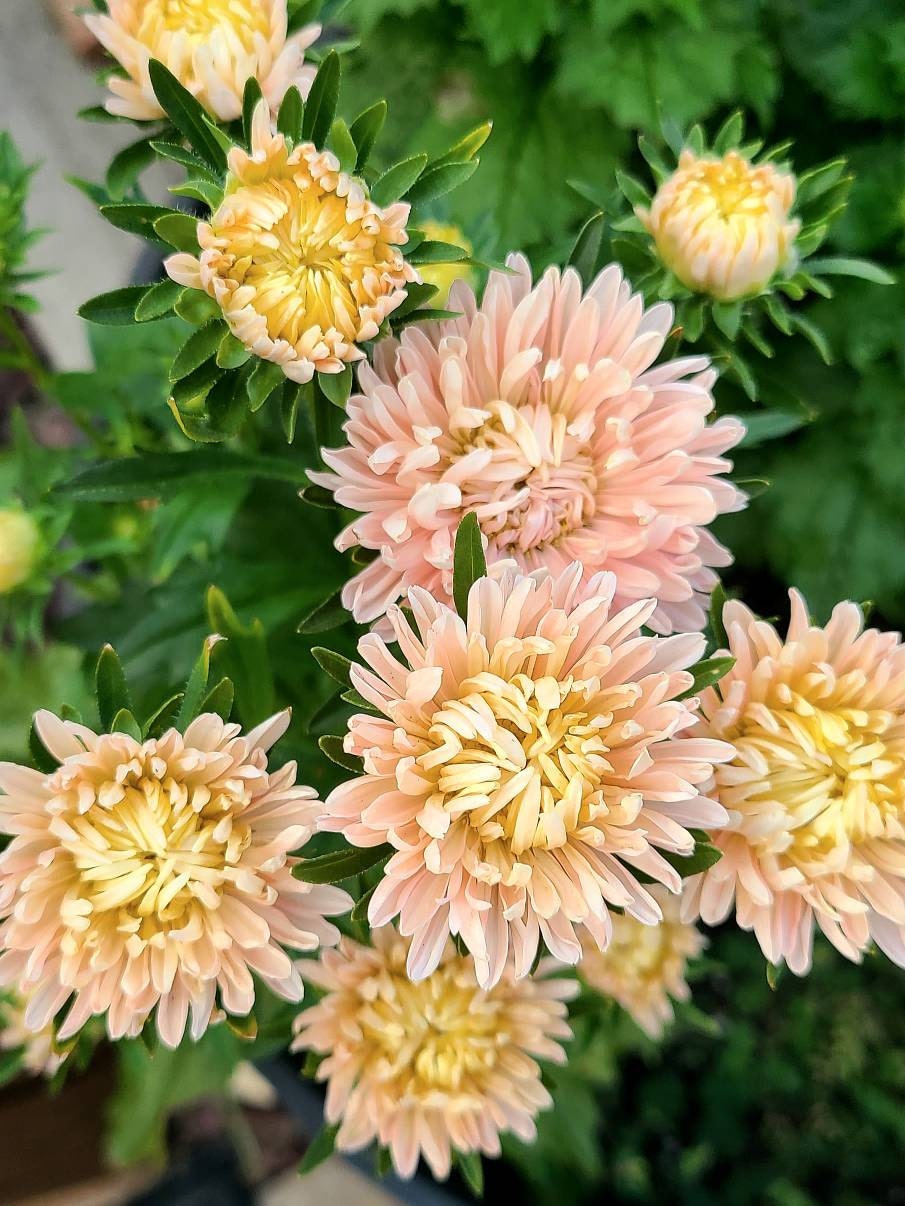 King Apricot Aster seeds