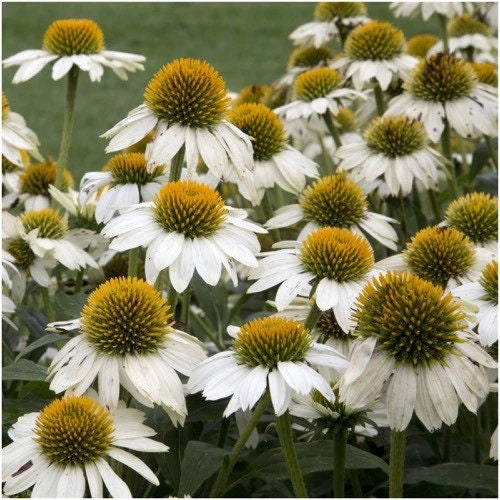 White Swan Echinacea seeds