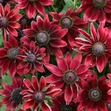 Rudbeckia Cherry Brandy seeds