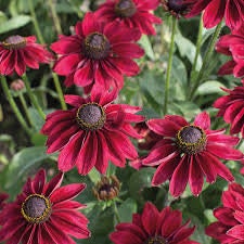 Rudbeckia Cherry Brandy seeds