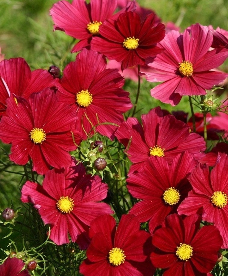 Cosmos Rubenza seeds