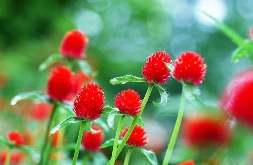 Gomphrena Strawberry Fields seeds