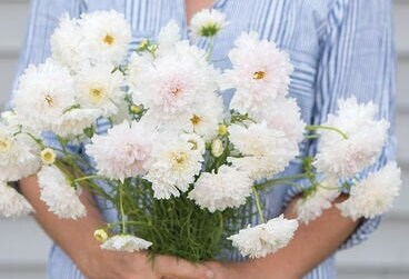 Cosmos Double Click Snow Puff seeds