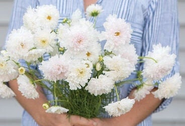 Cosmos Double Click Snow Puff seeds