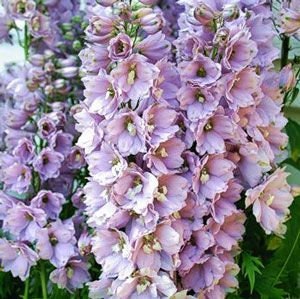Delphinium Magic Fountains Cherry Blossom seeds