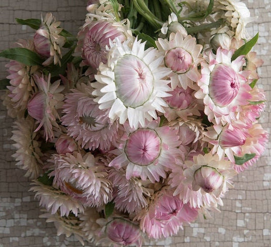 Strawflower Silvery Rose seeds