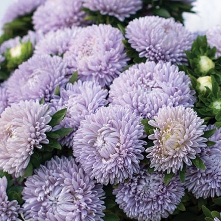 Lady Coral Lavender Aster seeds
