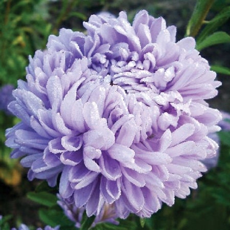 Lady Coral Lavender Aster seeds