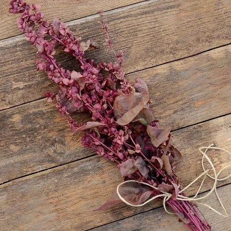 Atriplex Red Plume Dried Flowers