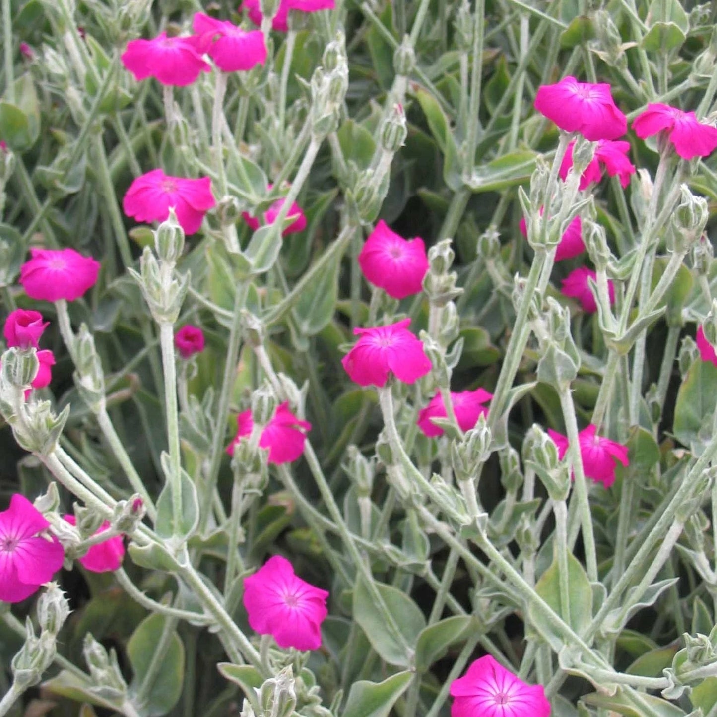 Rose Campion Lychnis Coronaria seeds