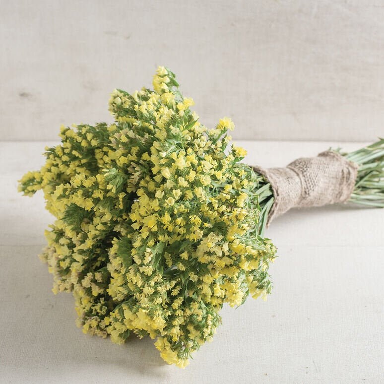 Statice Seeker Light Yellow seeds