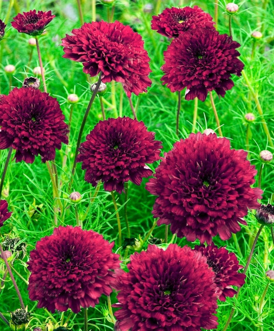Cosmos Double Click Cranberry seeds