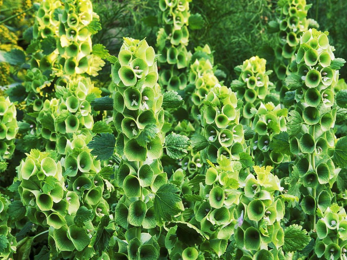 Bells of Ireland seeds