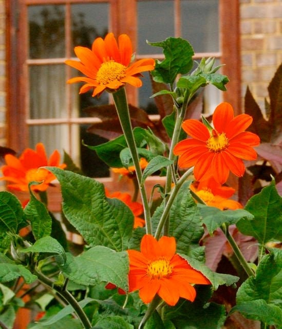 Tithonia Mexican Sunflower seeds