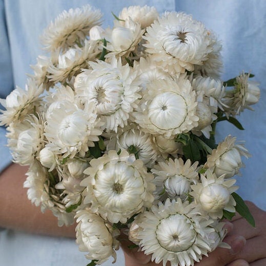 Strawflower Vintage White seeds