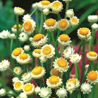 50+ Ammobium Winged Everlasting seeds