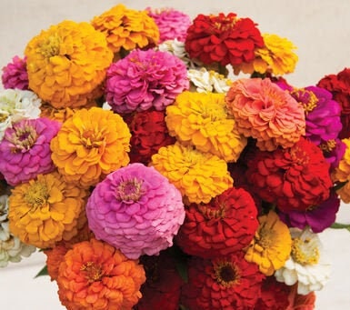 Zinnia Oklahoma Mix seeds