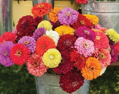 Zinnia Benary's Giant Mix seeds