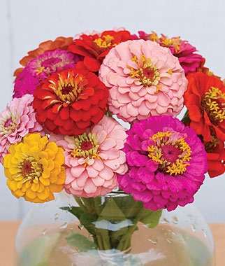Zinnia Oklahoma Mix seeds