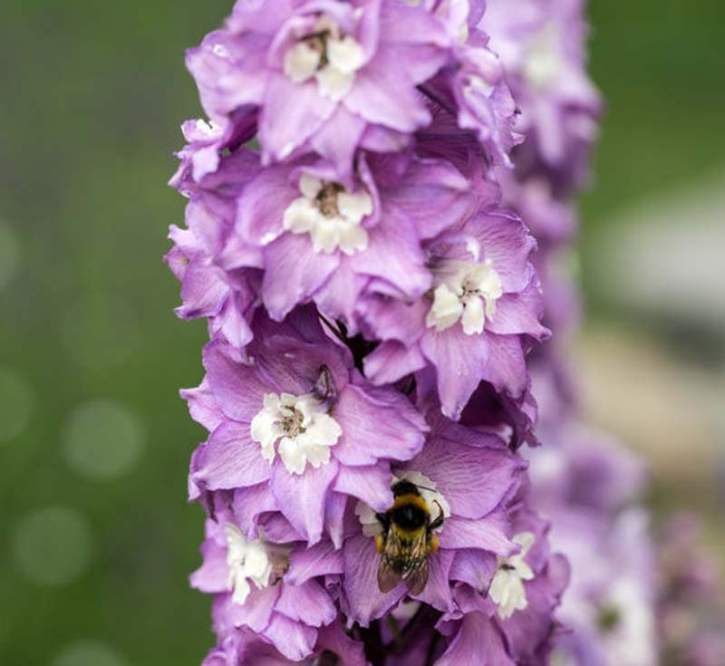 Delphinium Magic Fountains Cherry Blossom seeds