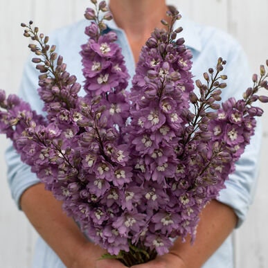 Delphinium Magic Fountains Cherry Blossom seeds