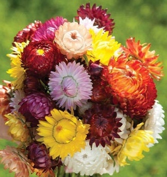 Strawflower Sultane Mix seeds