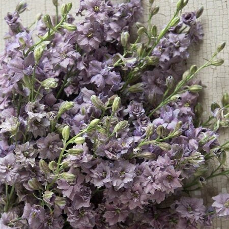 Larkspur Misty Lavender QIS seeds