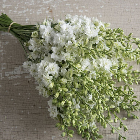Larkspur White QIS seeds