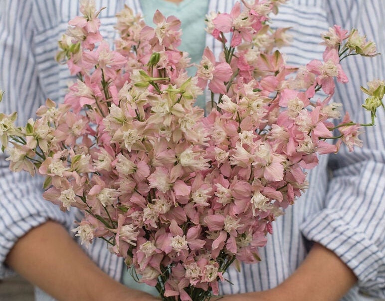 Larkspur Fancy Pink seeds