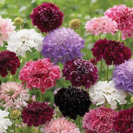 planting scabiosa seeds 30 Scabiosa Formula Mix seeds – GardeningTreasures