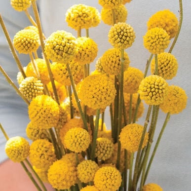 Craspedia Drumstick seeds