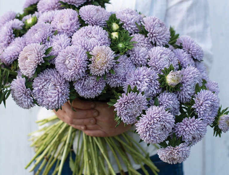 Lady Coral Lavender Aster seeds